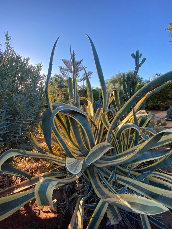 Riad Les Trois Merveilles Essaouira Eksteriør bilde